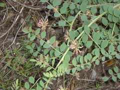 Hosackia crassifolia crassifolia