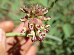 Hosackia crassifolia crassifolia