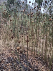 Leonotis nepetifolia