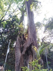 Taxodium mucronatum