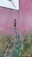 Kalanchoe fedtschenkoi