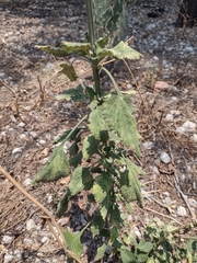 Leonotis nepetifolia