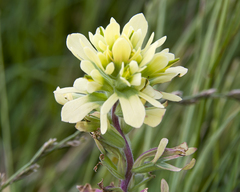 Castilleja citrina