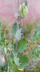 Kalanchoe fedtschenkoi