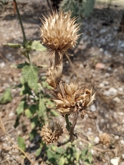 Leonotis nepetifolia