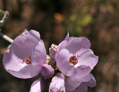 Malacothamnus hallii