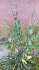 Kalanchoe fedtschenkoi