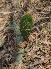 Opuntia
