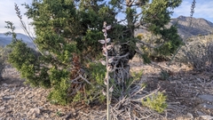 Caulanthus crassicaulis