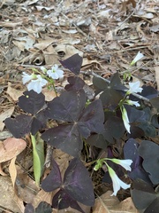 Oxalis triangularis