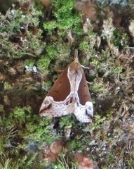 Hypena crassalis