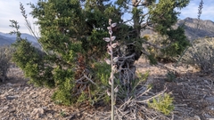 Caulanthus crassicaulis