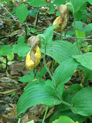Cypripedium parviflorum pubescens