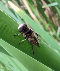 Diptera
