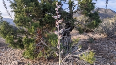 Caulanthus crassicaulis