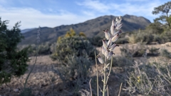 Caulanthus crassicaulis