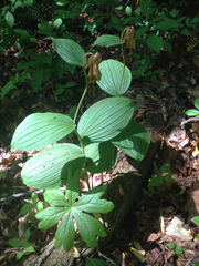 Cypripedium parviflorum pubescens