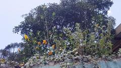 Cochlospermum wrightii