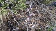 Caulanthus crassicaulis