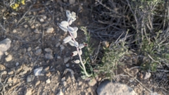 Caulanthus crassicaulis