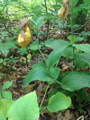 Cypripedium parviflorum pubescens