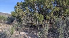 Caulanthus crassicaulis