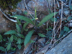 Senecio morrisonensis