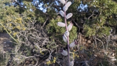 Caulanthus crassicaulis