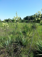 Yucca necopina