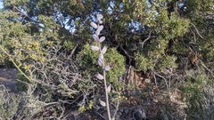 Caulanthus crassicaulis