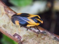 Monecphora broomfieldi