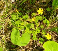 Oxalis grandis