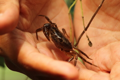 Pseudothelphusa dugesi