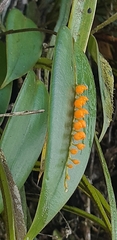 Pleurothallis truncata