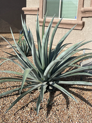 Agave