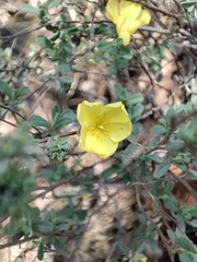 Turnera diffusa