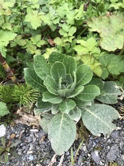 Verbascum thapsus