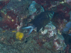 Chromis xanthura