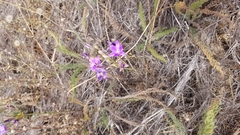 Brodiaea kinkiensis