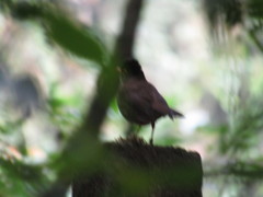 Catharus mexicanus