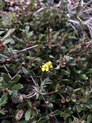 Draba ruaxes