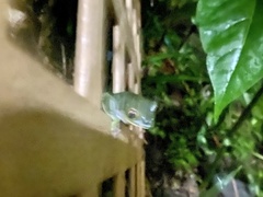 Agalychnis annae