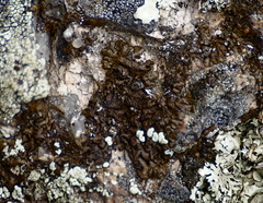 Lathagrium undulatum