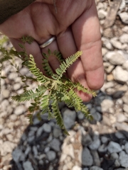 Magnoliopsida