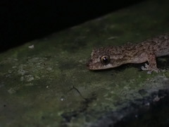Hemiphyllodactylus hongkongensis