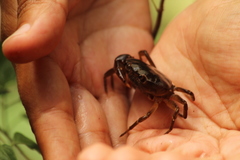 Pseudothelphusa dugesi