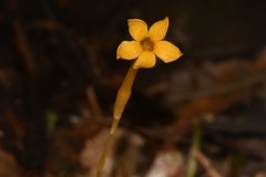 Voyria aphylla