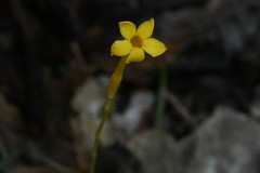 Voyria aphylla