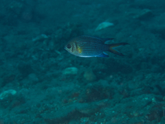 Chromis xanthochira