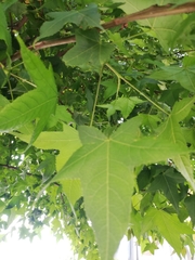 Liquidambar styraciflua